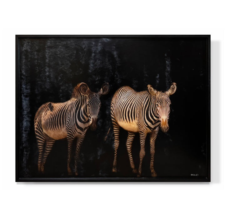 "Zebras"