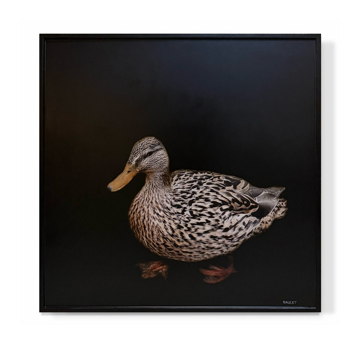 "American Black Duck"