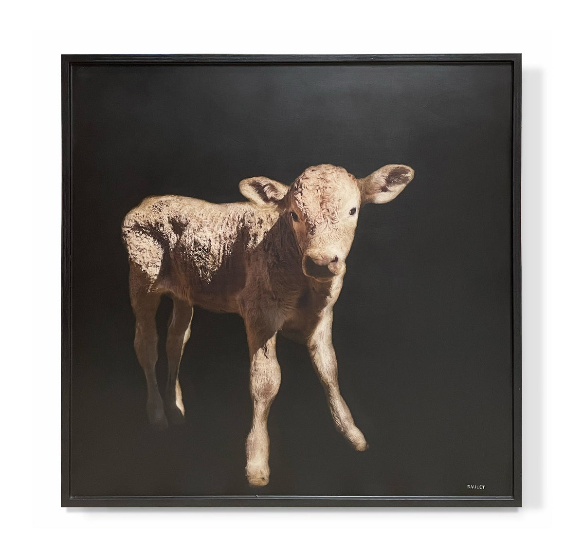 "Baby Calf"