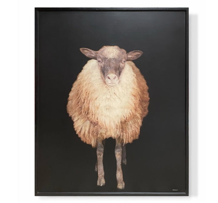 "Sheep"