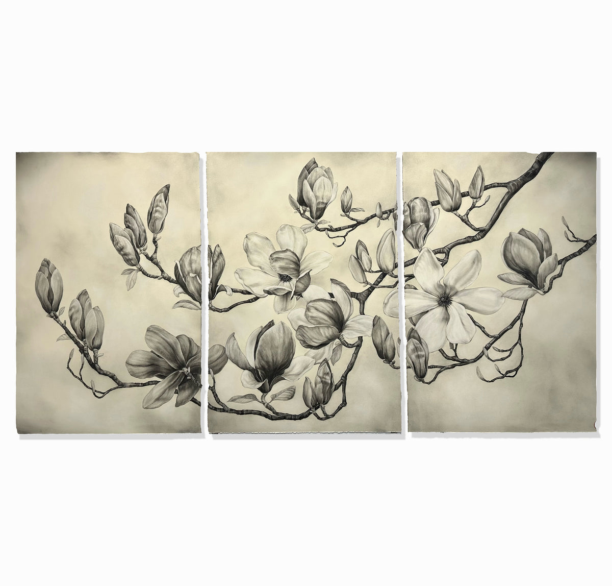 "Chinese Magnolia" Triptych