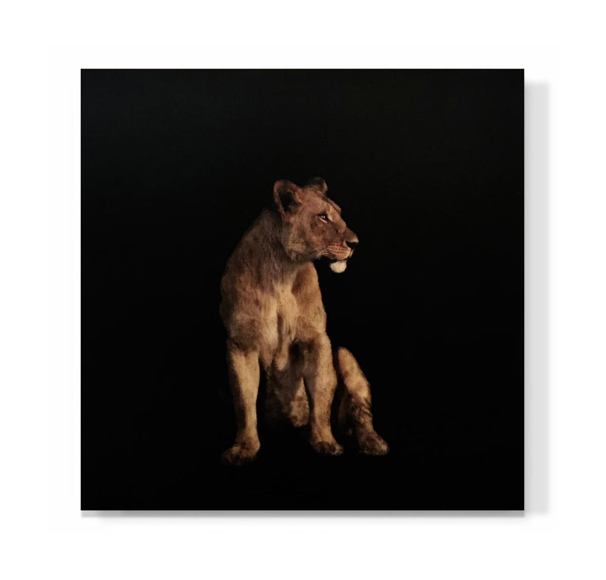 "Lioness"