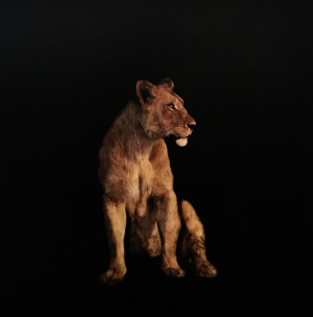 "Lioness"