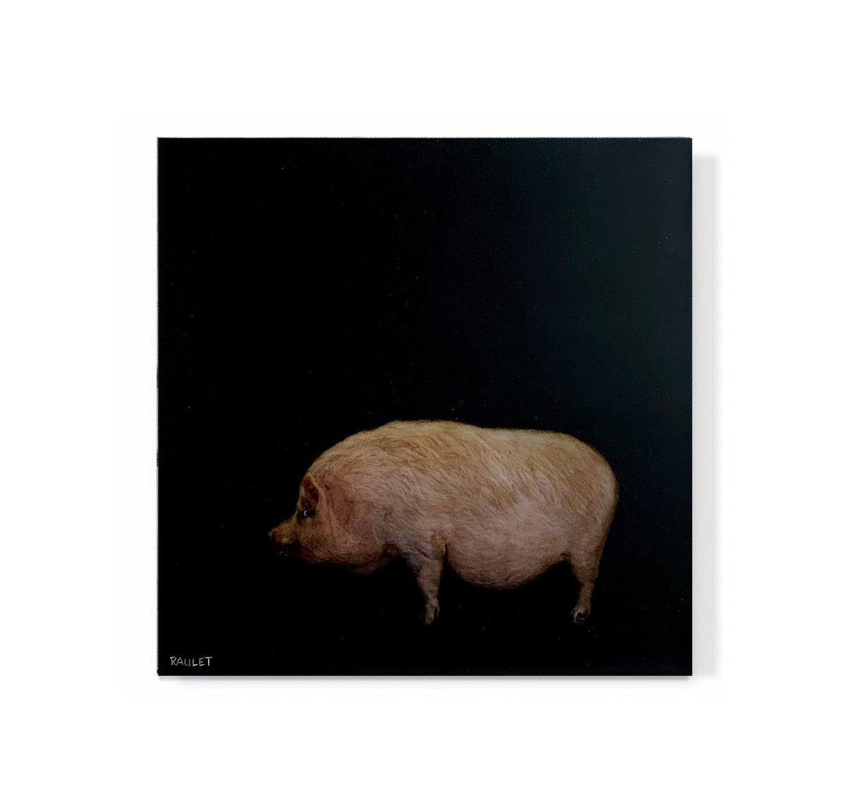 "Pig"