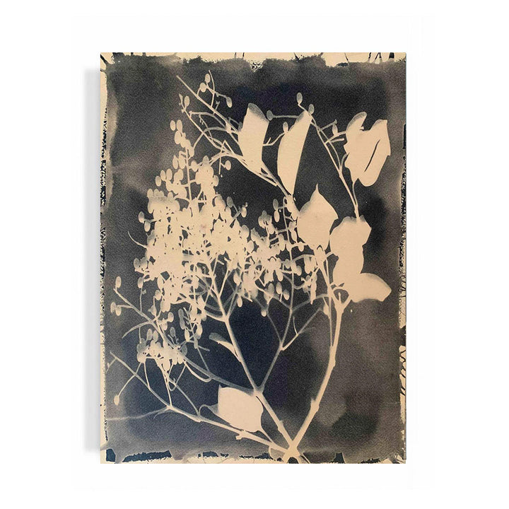 "Crepe Myrtle"